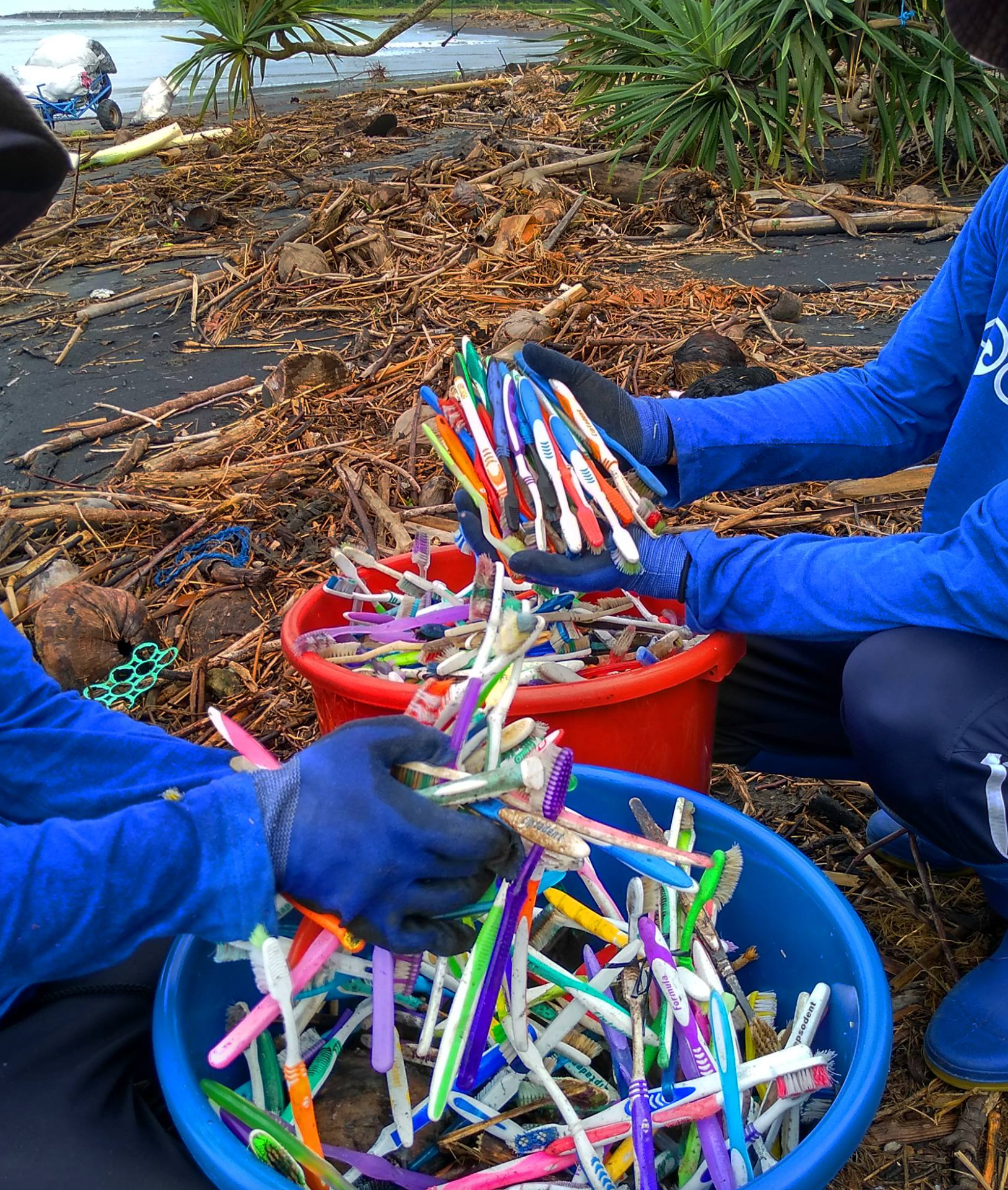 Photo of disposable toothbrushes collected from a beach, courtesy of 4Ocean